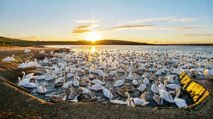 Why Swans Love The Fleet: Lagoon Life Explained