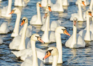 swans in the lake at abbotsbury swannery swans in the lake at abbotsbury swannery