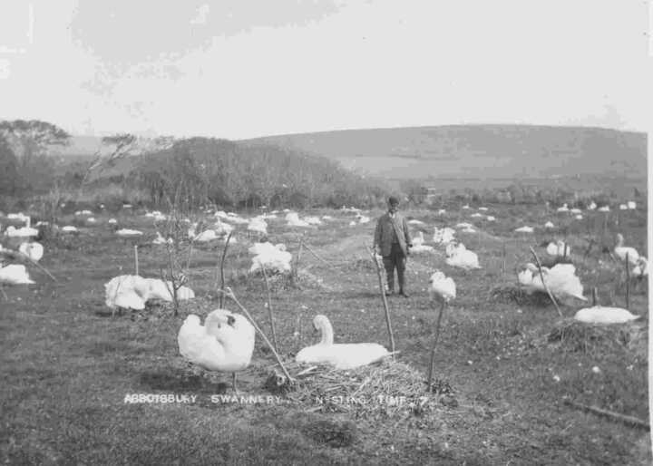 black and white image of a man walking through a field filled with swans