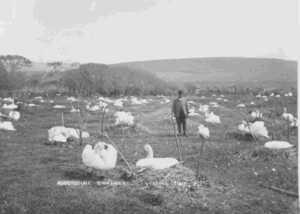 black and white image of a man walking through a field filled with swans black and white image of a man walking through a field filled with swans