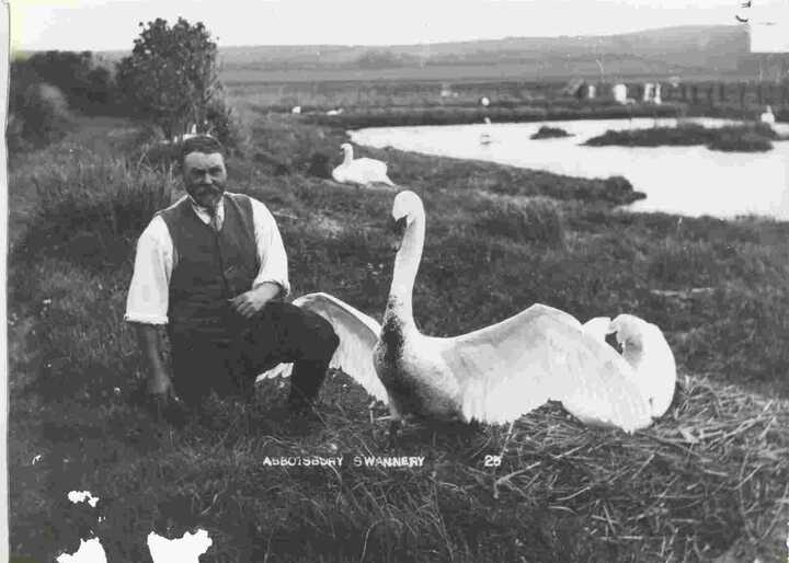 black and white historic photo of abbotsbury swannery