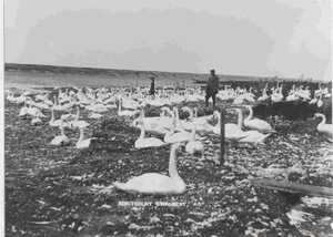 black and white image of swans at abbotsbury swannery