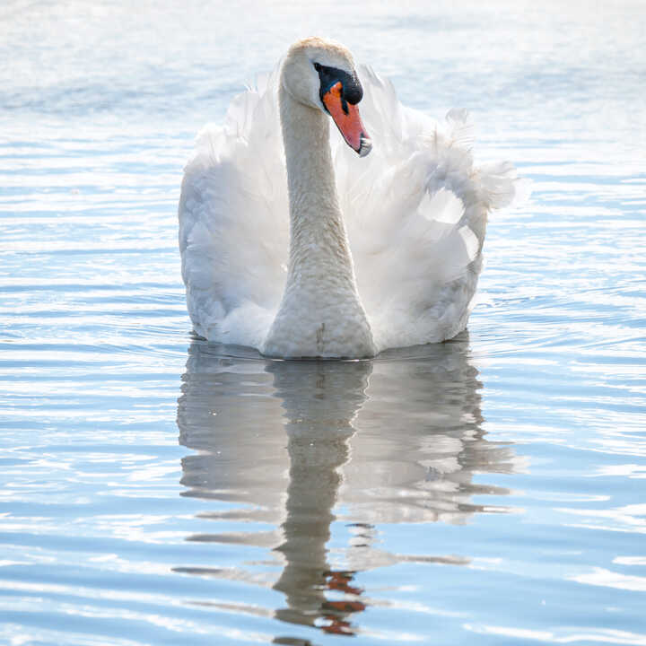A swan glides gracefully over calm water at Abbotsbury Swannery, reflecting its image below.