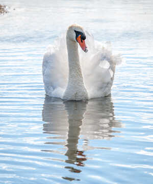 A white swan gliding on calm water, its reflection visible.
