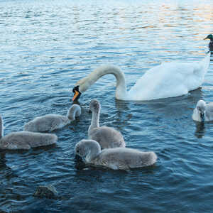 A white swan swims with several gray cygnets in a tranquil body of water at Abbotsbury Swannery.