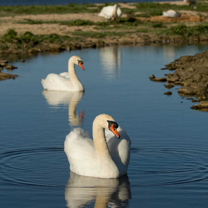 Two white swans swimming in a calm waterbody with reflections.