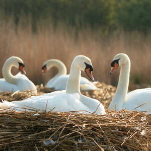 Four swans are resting on nests made of reeds near a water body.