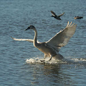 A swan landing on water with birds flying in the background.