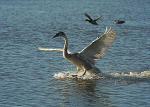 cygnet landing on the water