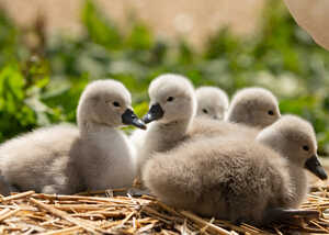 Fluffy grey cygnets on their nest