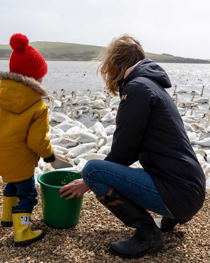 A child in a yellow coat and red hat stands with a person by a lake, surrounded by swans.