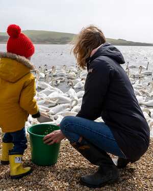 A child in a yellow coat and red hat stands with a person by a lake, surrounded by swans.