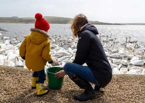 a mother and a child feed the swans at abbotsbury swannery a mother and a child feed the swans at abbotsbury swannery