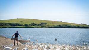 feeding time at abbotsbury swannery