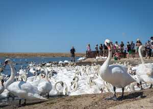 visitors gather at the edge of the lake at abbotsbury swannery visitors gather at the edge of the lake at abbotsbury swannery