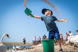 a young boy feeding swans from a bucket