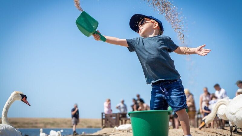 Planning a Relaxed Summer Day Out in Dorset? Start at Abbotsbury Swannery