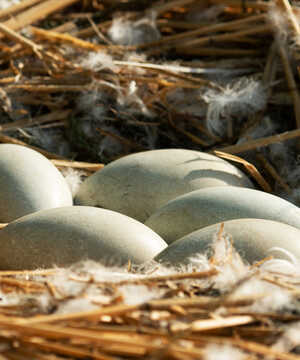 Swan sitting in a nest with people blurred in the background among trees.