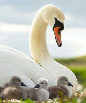 A swan sits beside its cygnets in a grassy area, under a cloudy sky.