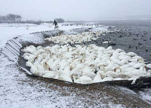 swans herding on the lake in winter