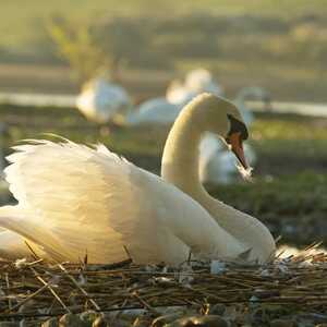 Swan sitting on a nest near water, with soft sunlight illuminating its feathers.