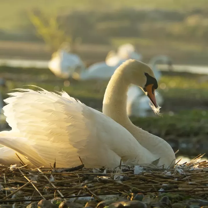 Swan sitting on a nest near water, with soft sunlight illuminating its feathers.