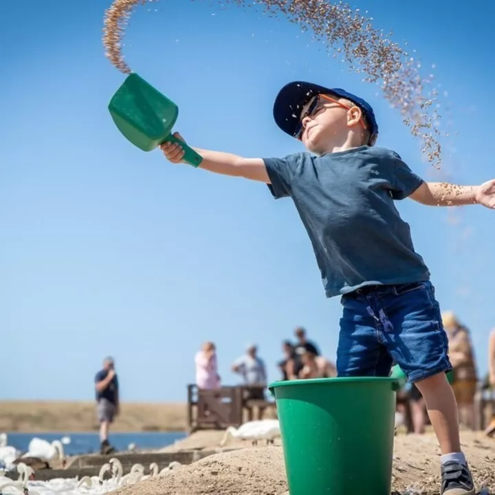 Child in a hat joyfully tossing food into the air near swans and a crowd.