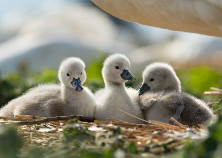 Three fluffy cygnets nestled together on a bed of grass.