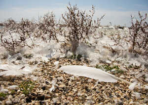 moulted swan flight feathers on the ground