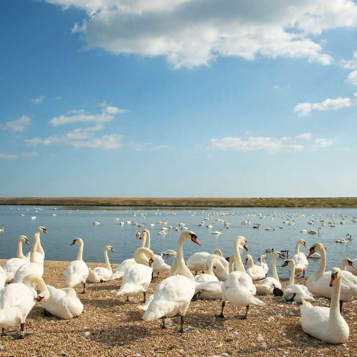 Swans gathered along a shoreline with a blue sky and water in the background.