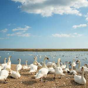 Swans gathered along a shoreline with a blue sky and water in the background.