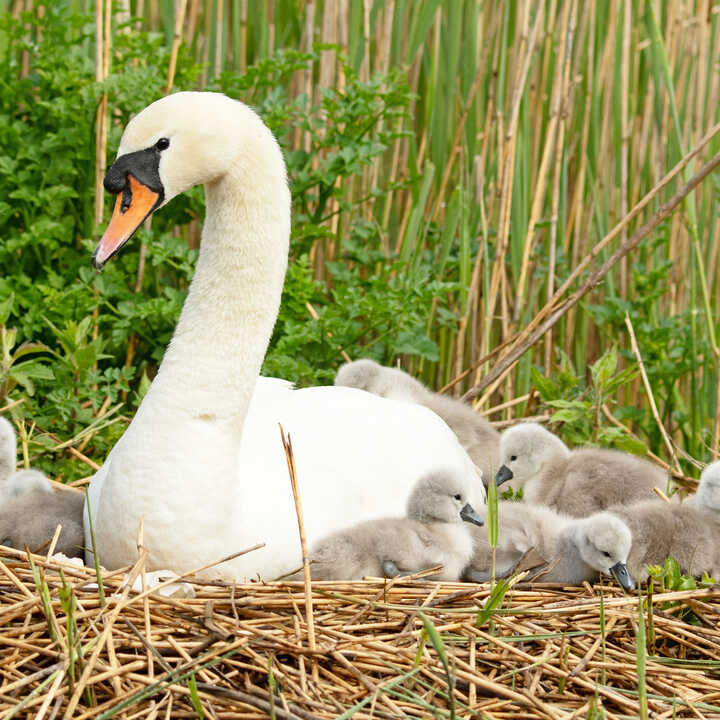 A swan sitting on a nest surrounded by several fluffy cygnets.
