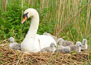 Swan in its nest with fluffy cygents