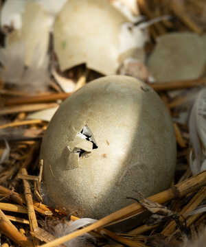 A cracked egg among straw and feathers, with a small opening exposing the inside.