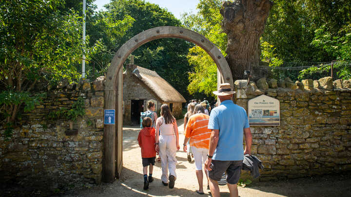 The Swannery Reopens: What to Expect in 2026