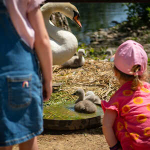 Two children watch swans and their cygnets near a pond on a sunny day.