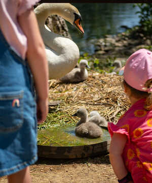 Two children watching swans and cygnets by a pond on a sunny day.