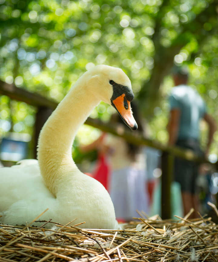Swan sitting in a nest with people blurred in the background among trees.