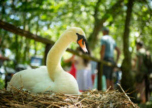 Swan in its nest with visitors in the background