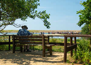 a man sitting on a bench overlooking the lake at abbotsbury swannery a man sitting on a bench overlooking the lake at abbotsbury swannery