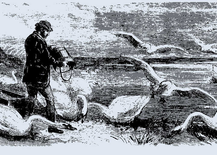 engraving of swans being fed