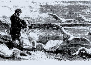 engraving of swans being fed engraving of swans being fed