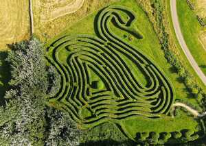 swan maze at abbotsbury swannery