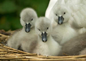 Fluffy grey cygnets on their nest