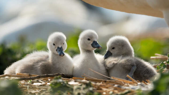 Why Cygnets Steal the Show Every May and June