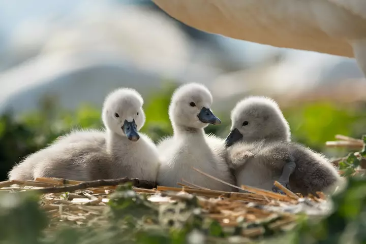 Home | Abbotsbury Swannery