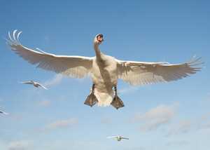 a swan in flight a swan in flight