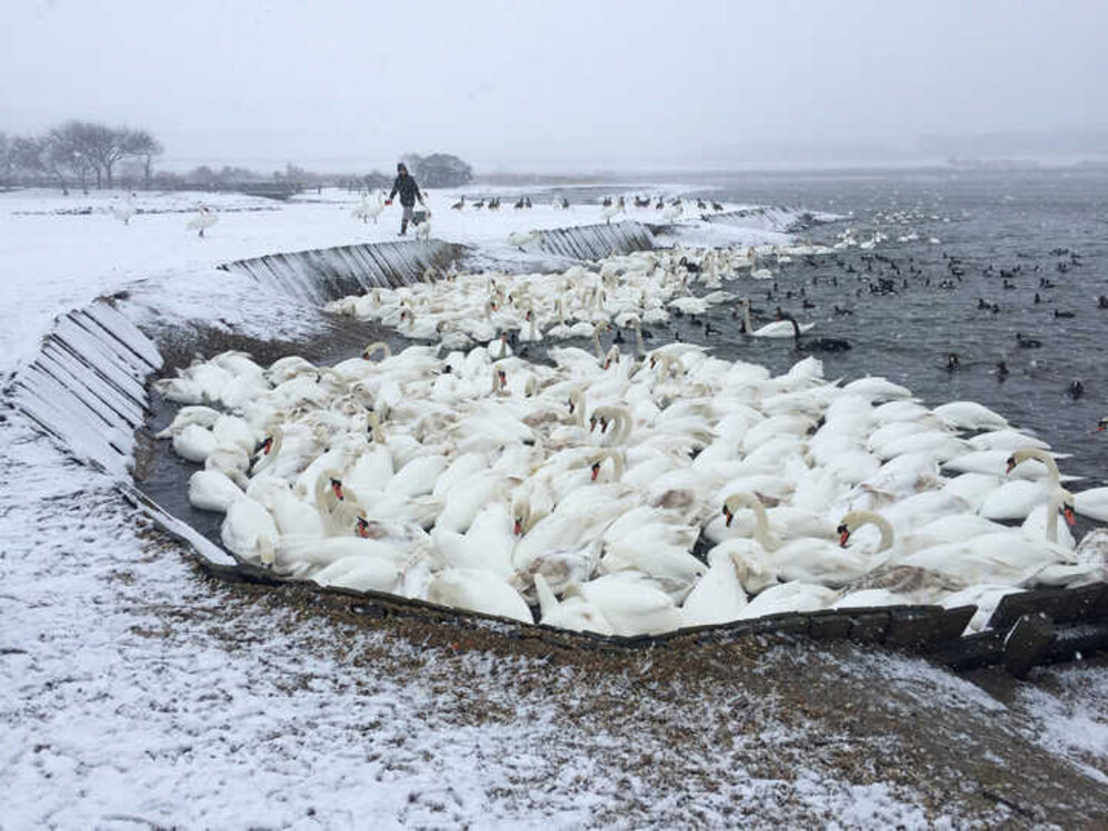 What Swans Do In Winter Life On The Fleet In The Colder Months what-swans-do-in-winter-life-on-the-fleet-in-the-colder-months